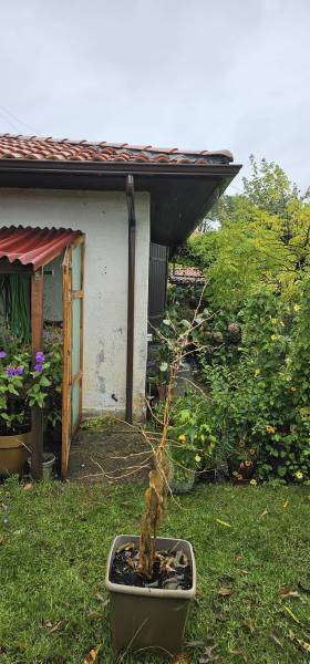 Quels avantages offrent des gouttières n325 de couleur marron avec descentes 80mm sur mesure installées à Mimizan